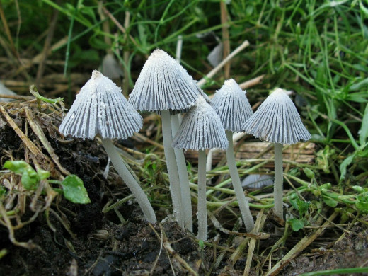 44390 (a): :1024x768